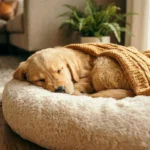 Filhote de cachorro golden dormindo confortável em cama aconchegante